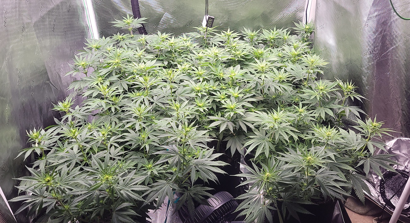 Tent109