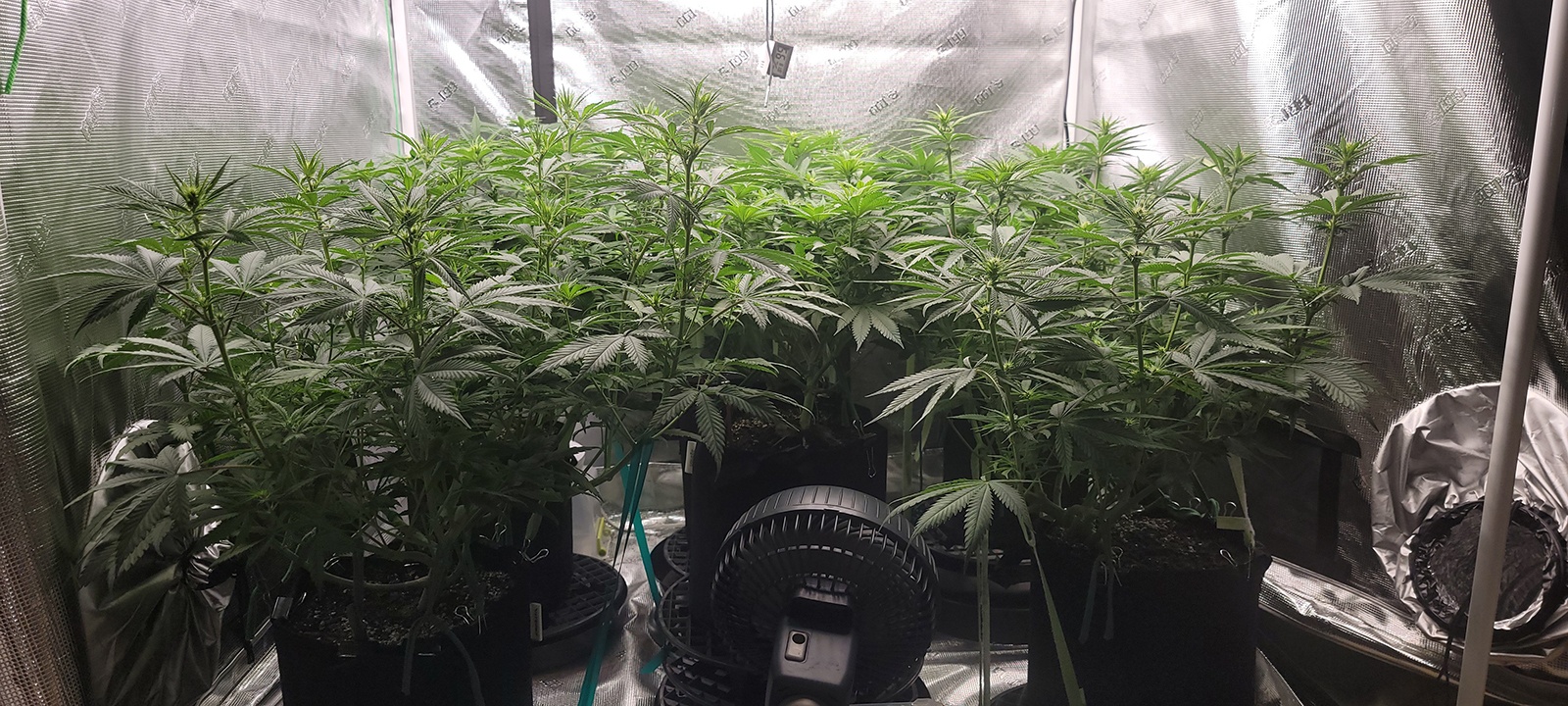 Tent110