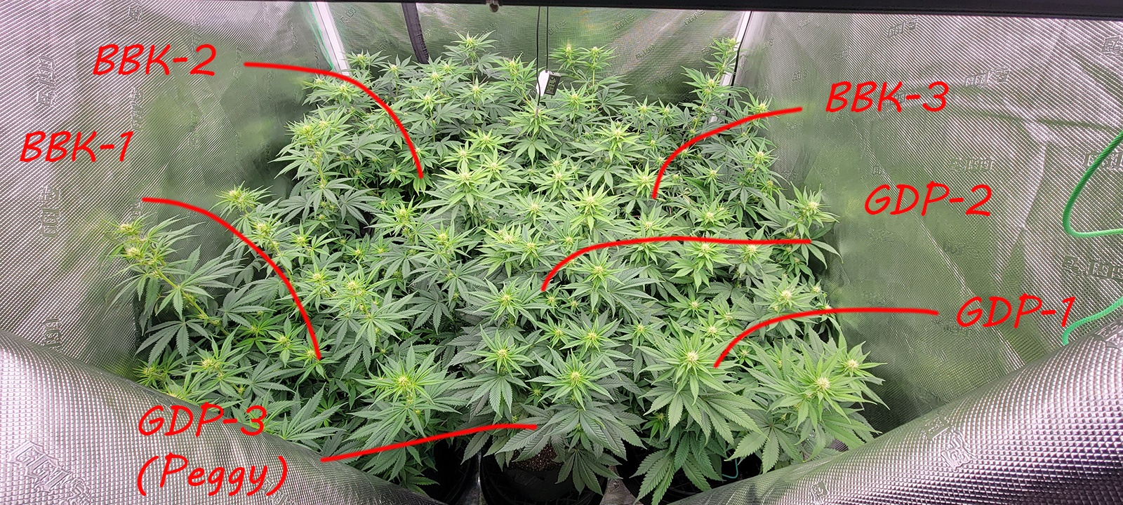 Tent118