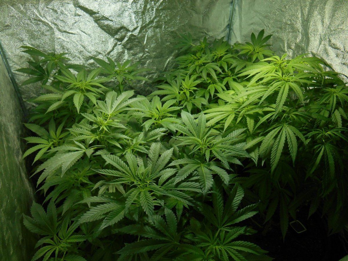 Tent119