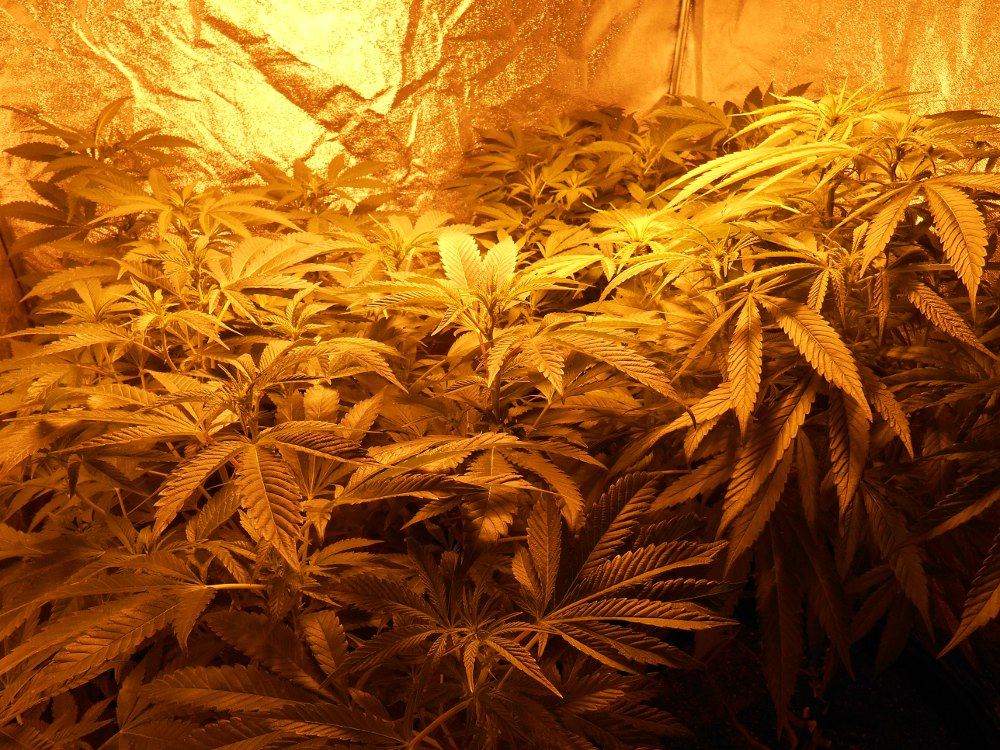 Tent123
