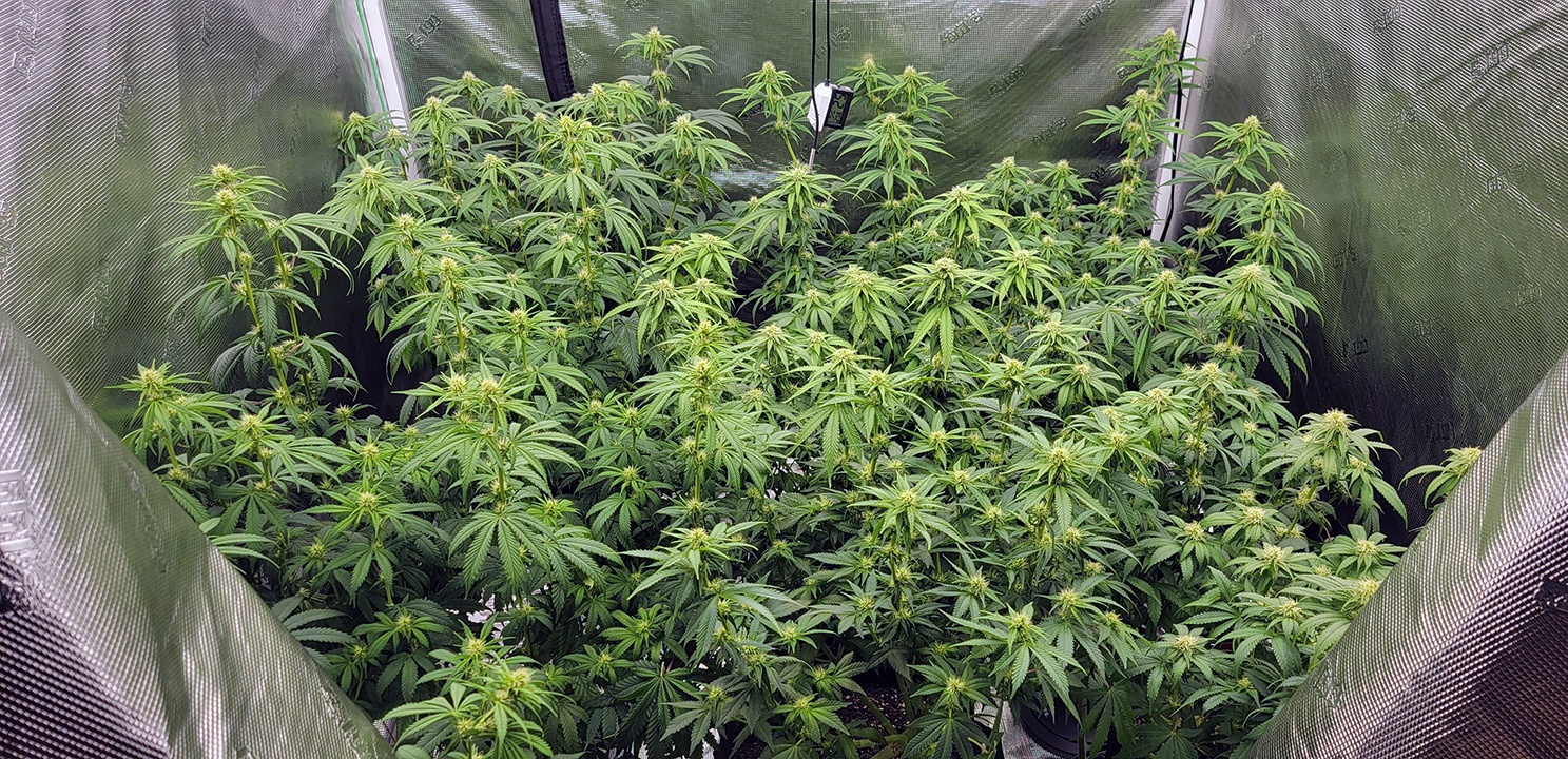 Tent125