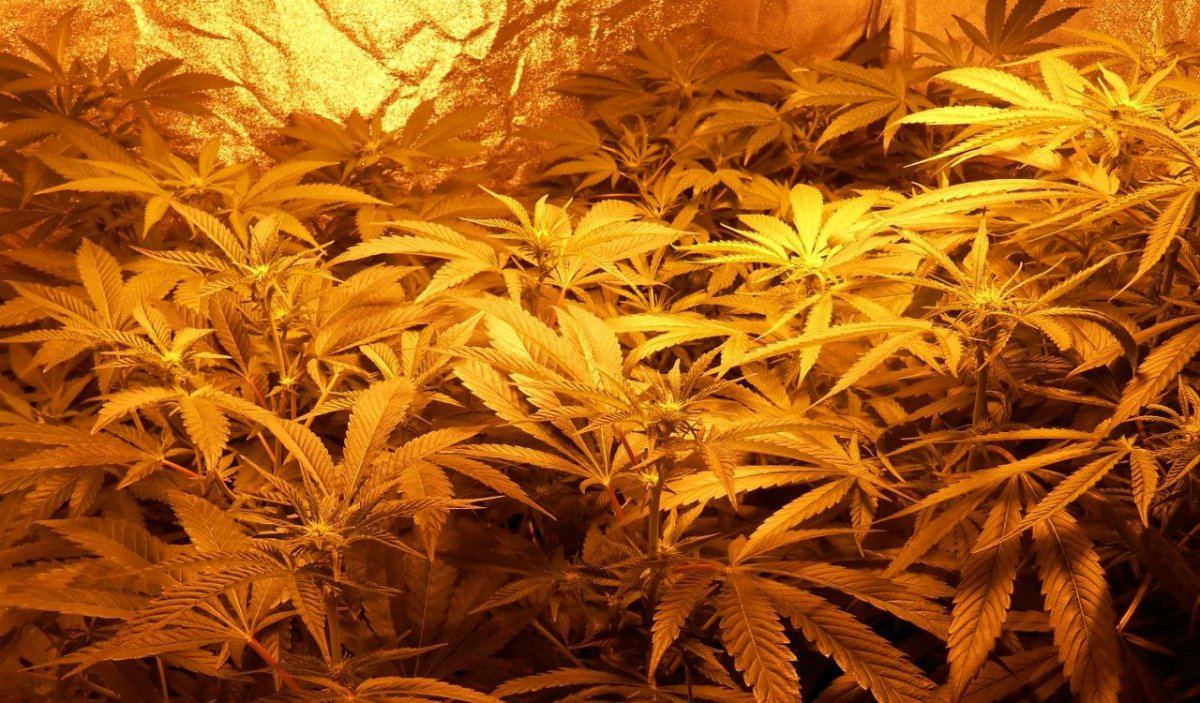 Tent126