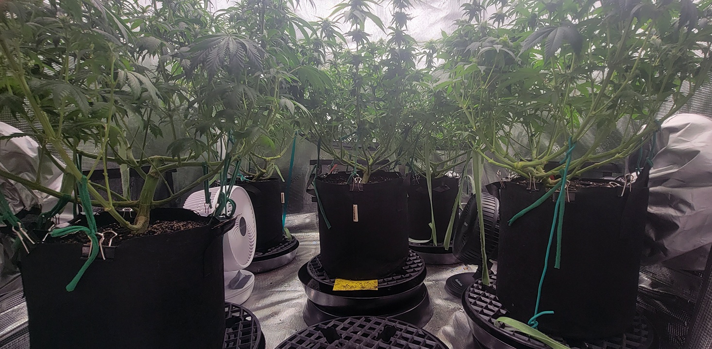 Tent127