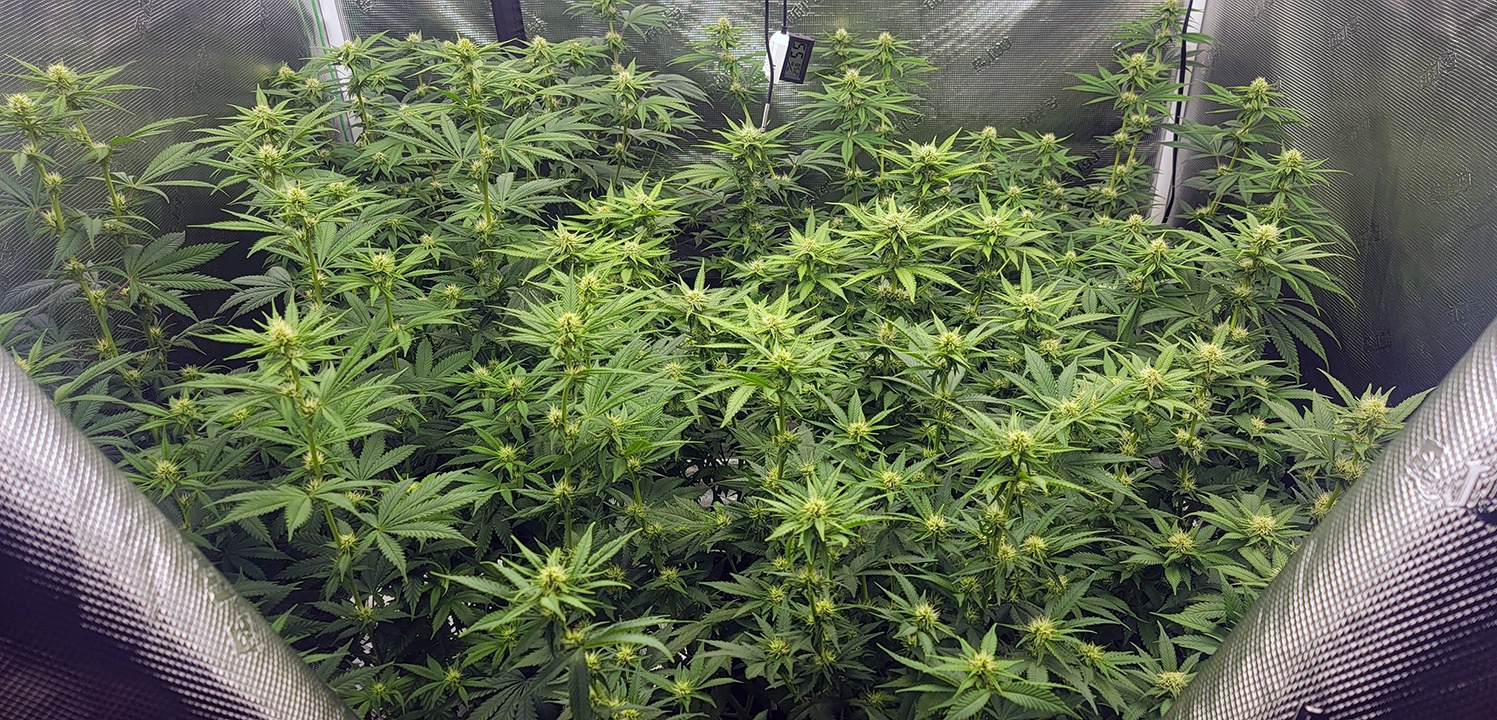 Tent131