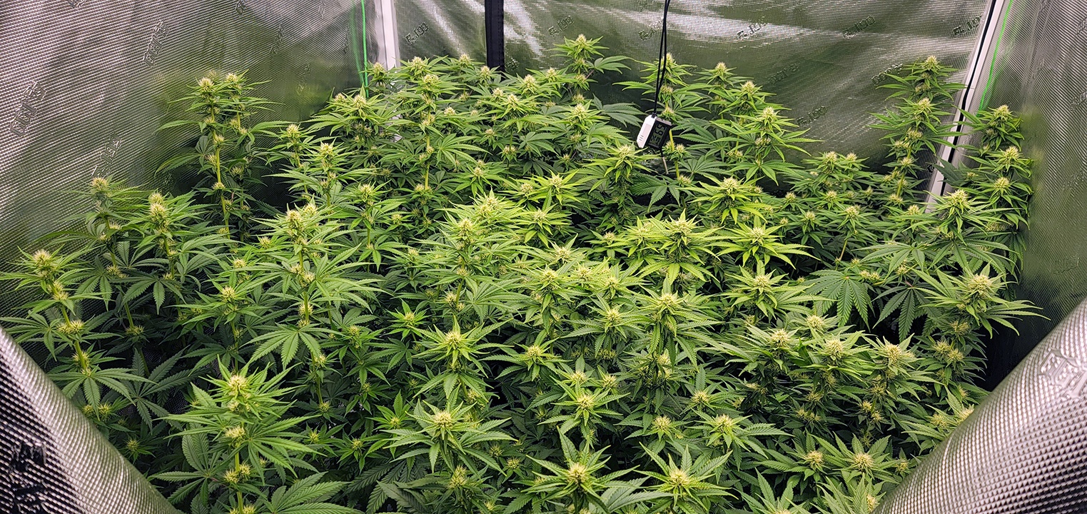 Tent134