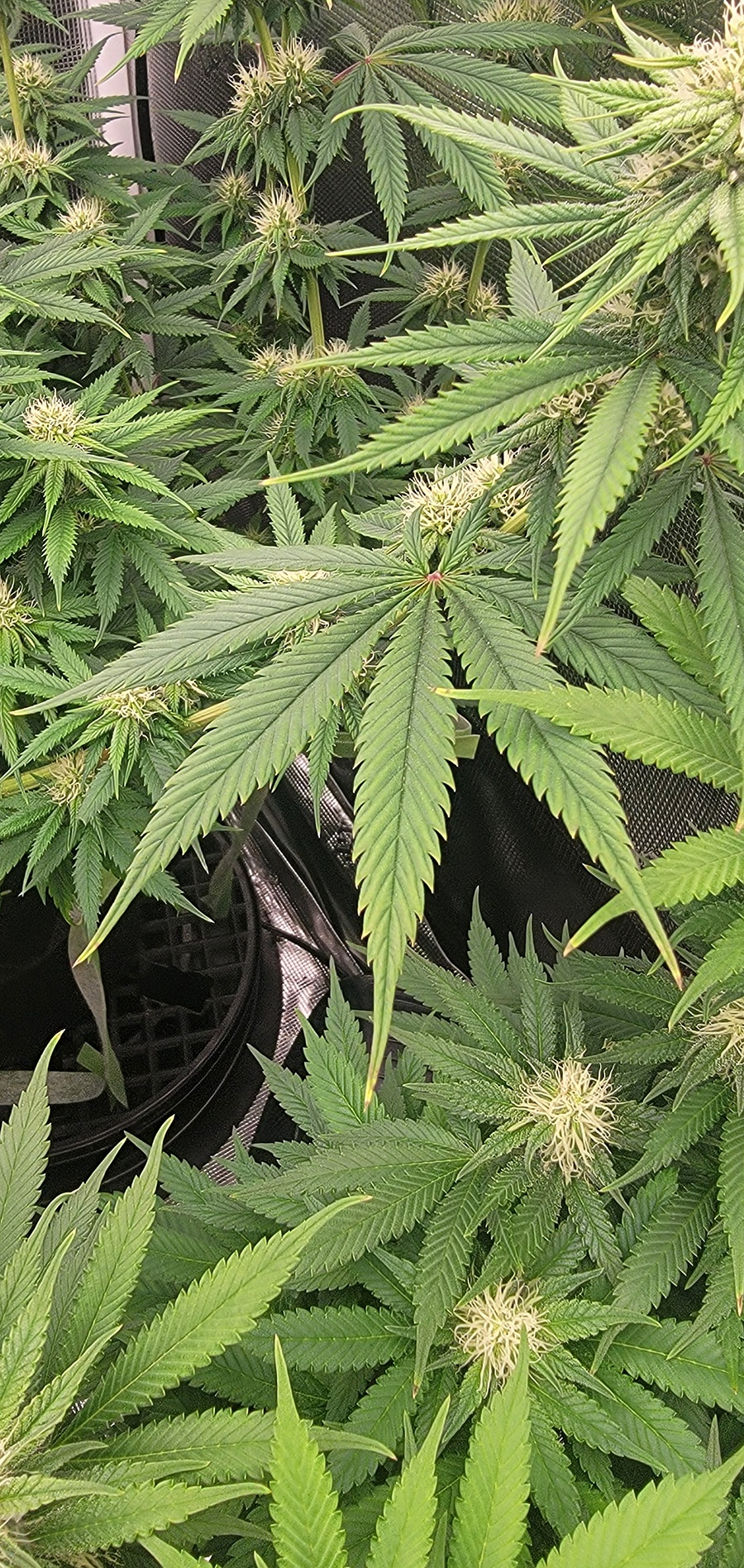 Tent138