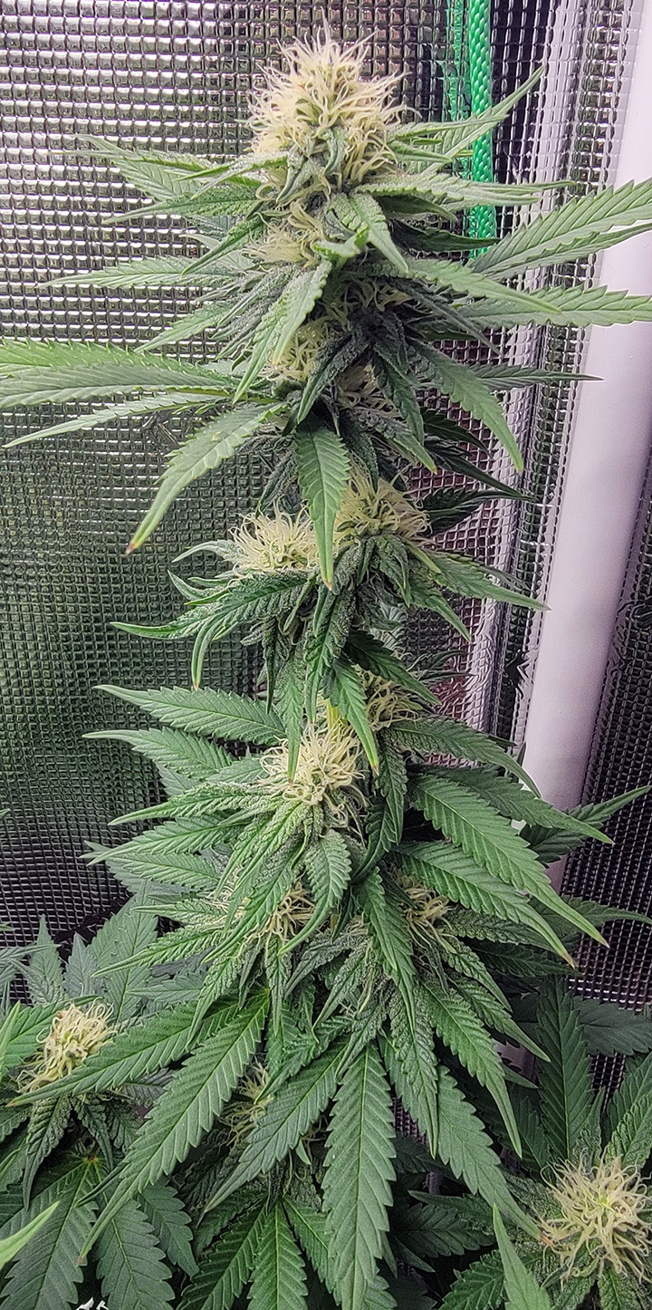 Tent142