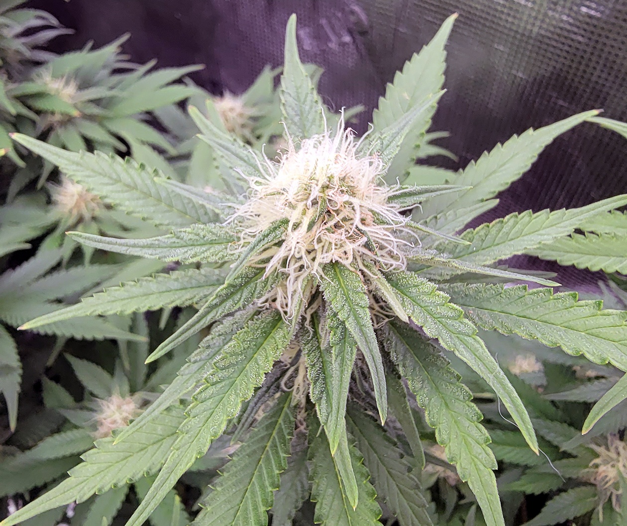 Tent143