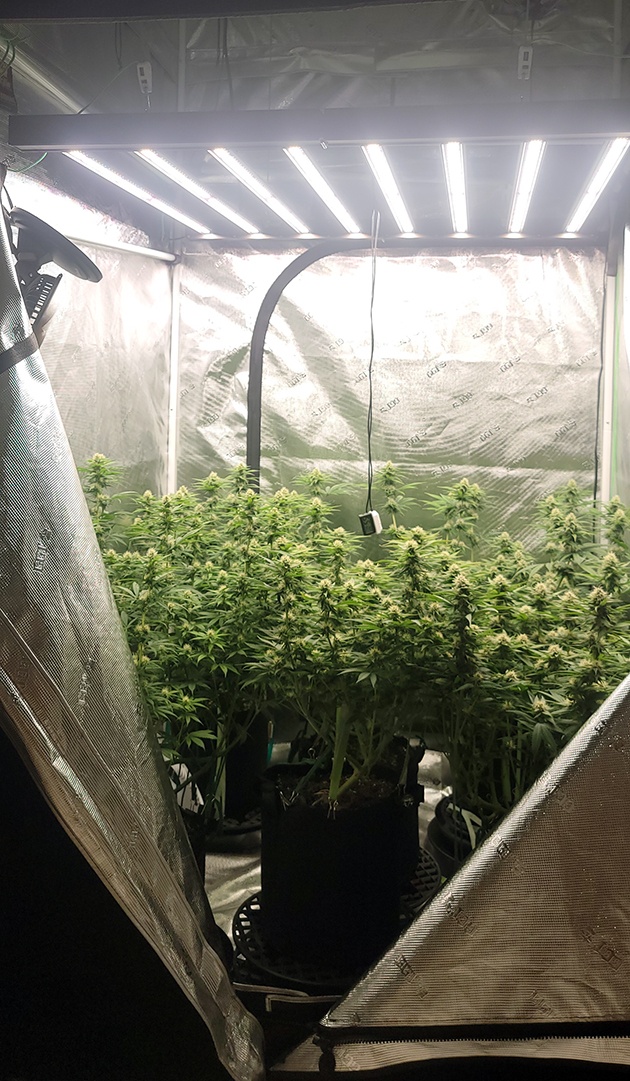 Tent160
