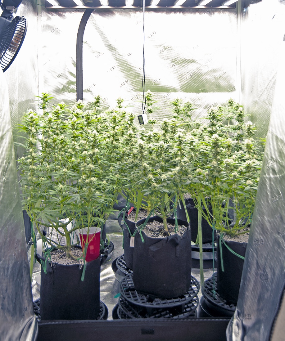 Tent161