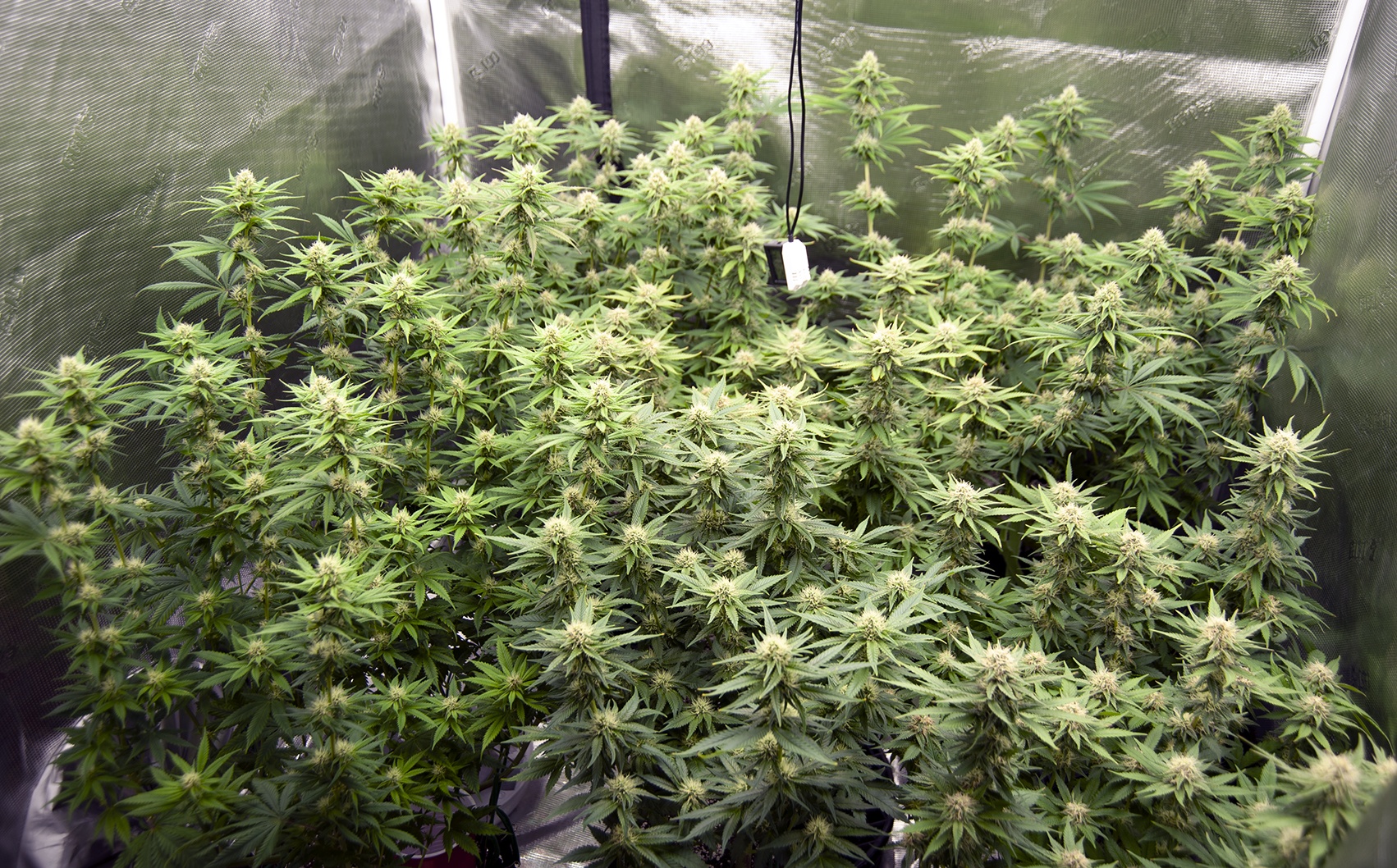 Tent162