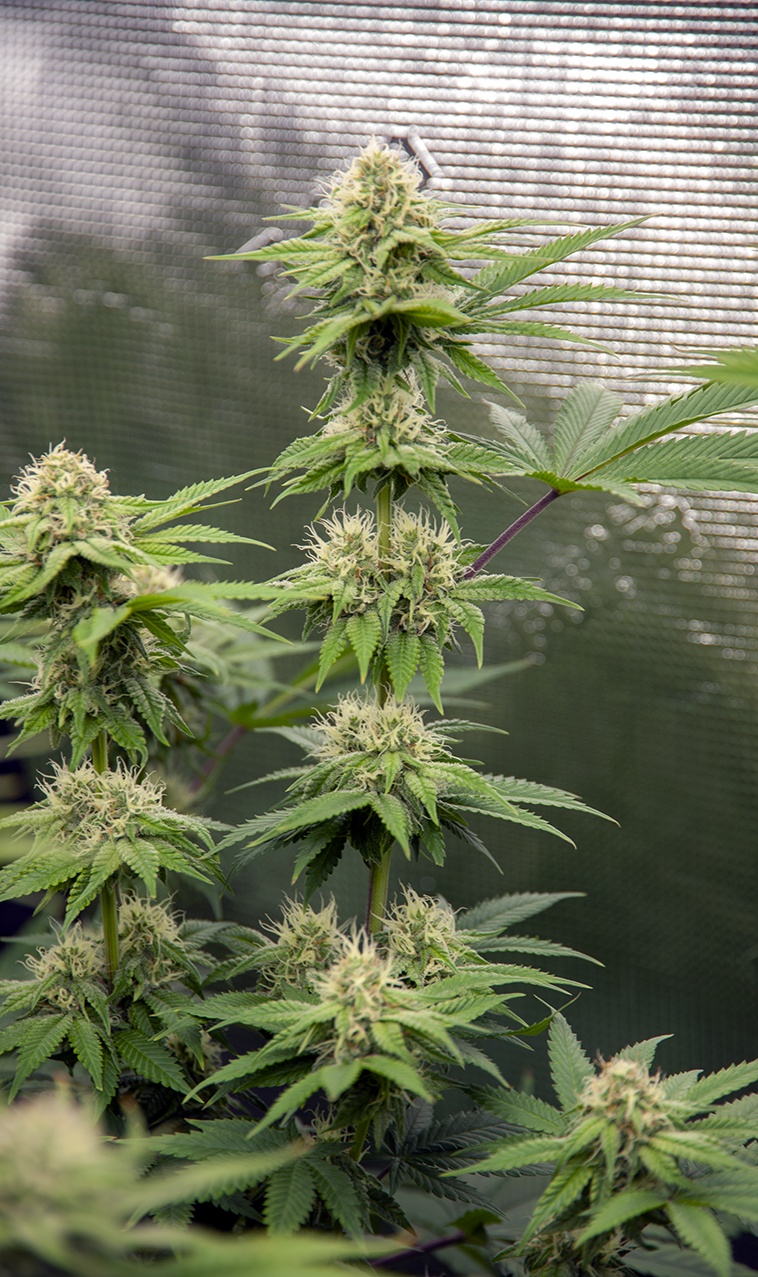 Tent164