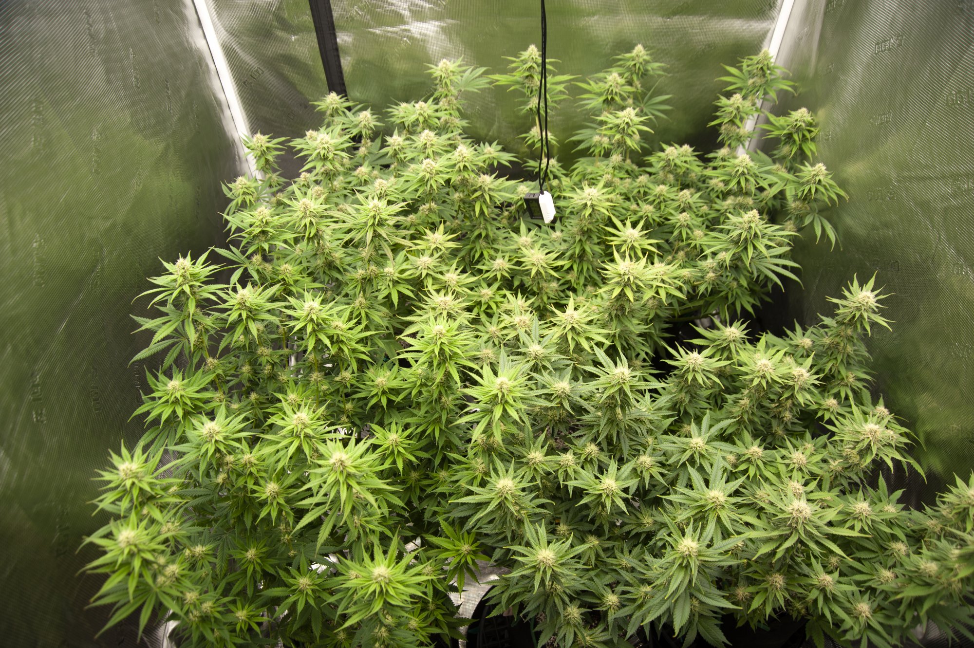 Tent165