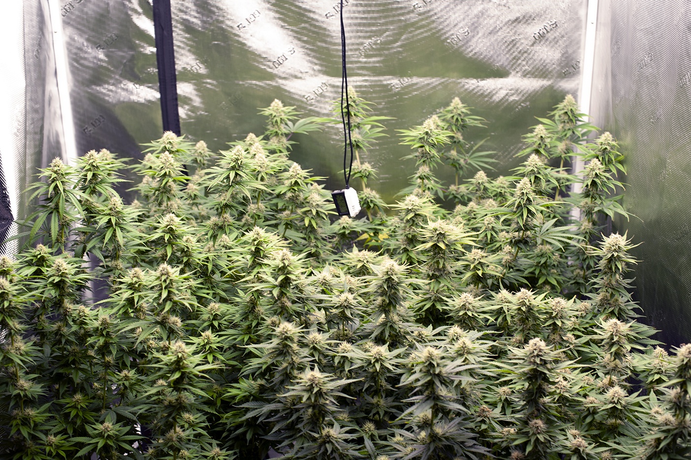 Tent167