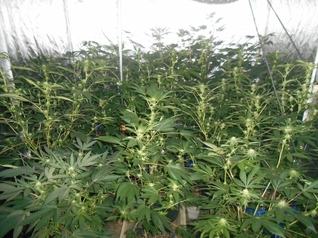 Tent16days