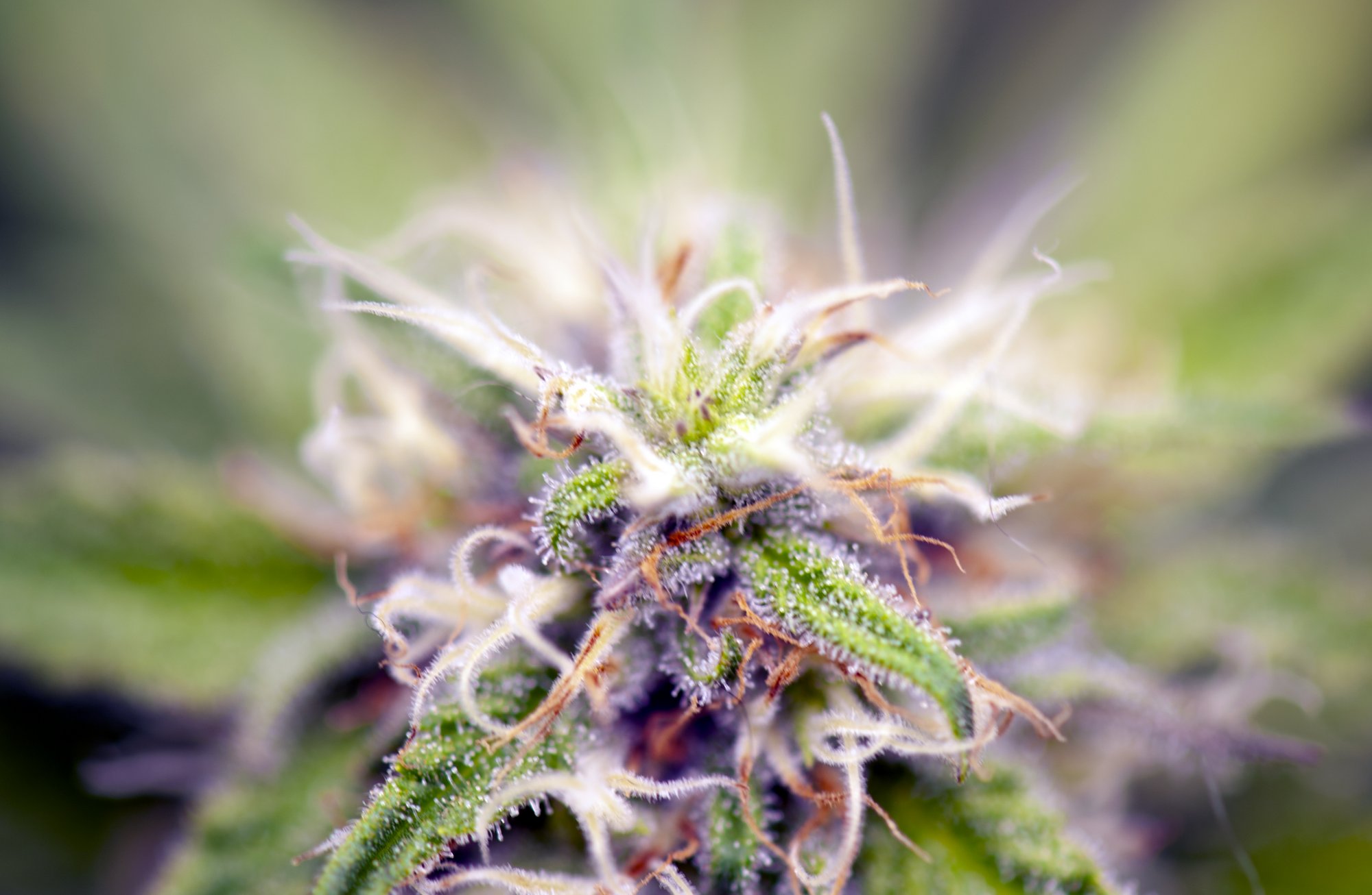 Tent170