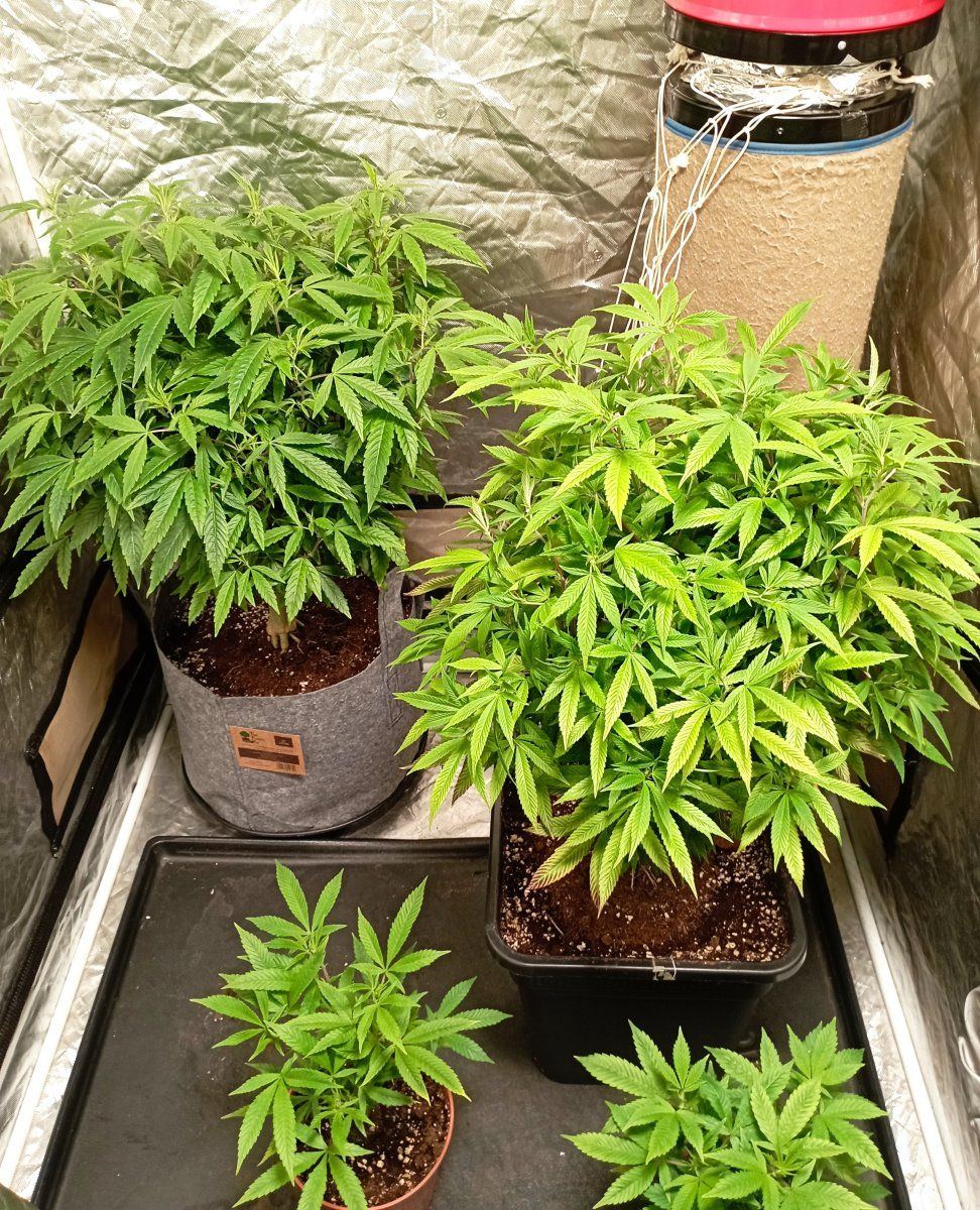 Tent2