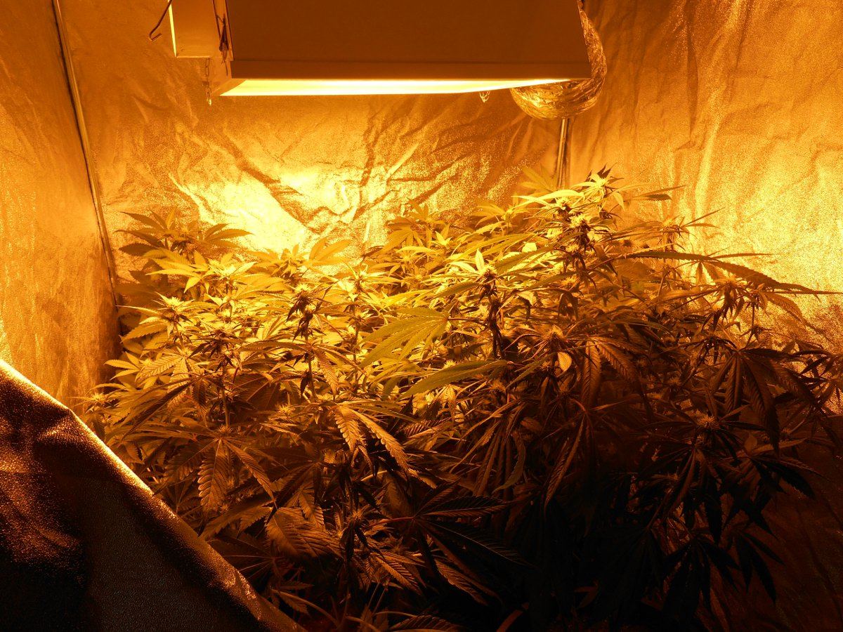 Tent21