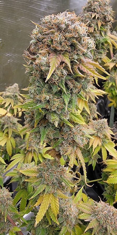 Tent243