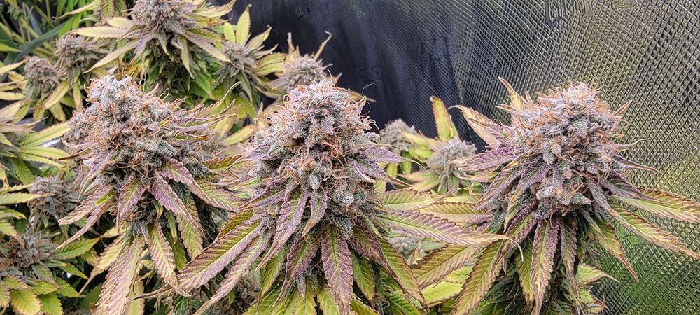 Tent244