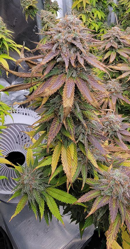 Tent245