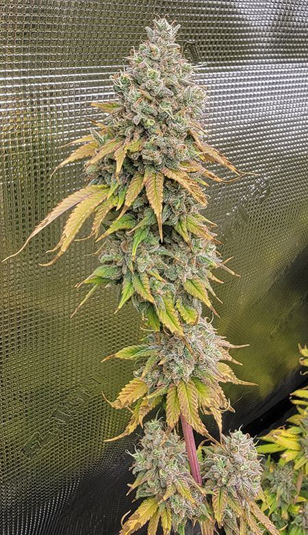 Tent246