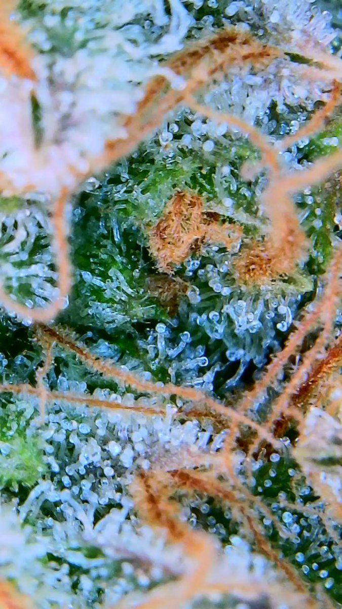 Tent252