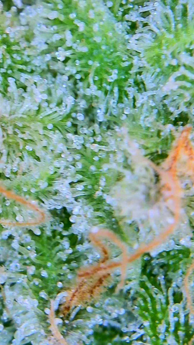 Tent253