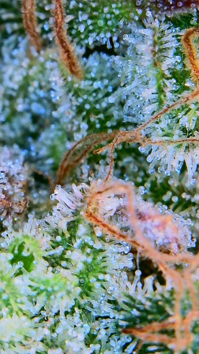 Tent255