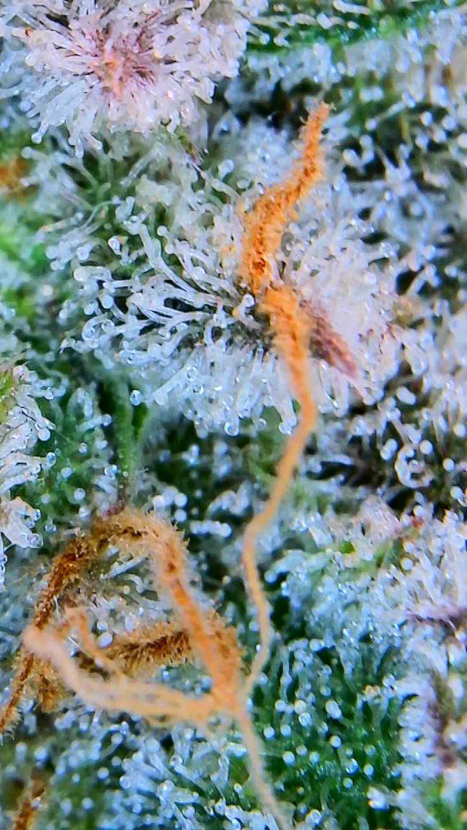 Tent256
