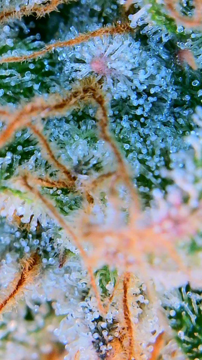 Tent260
