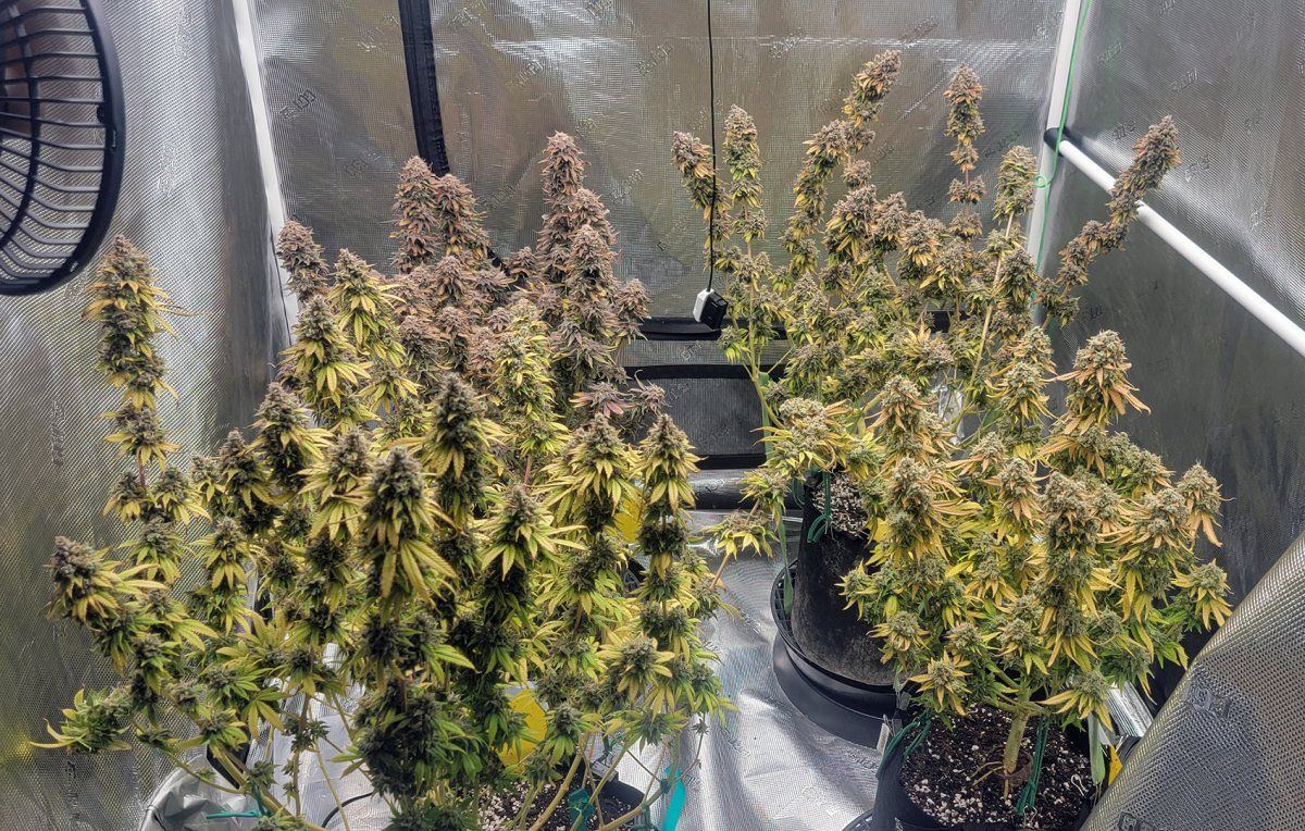 Tent275