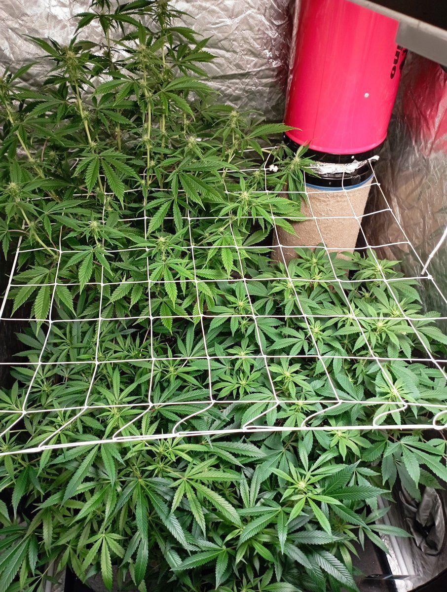 Tent3