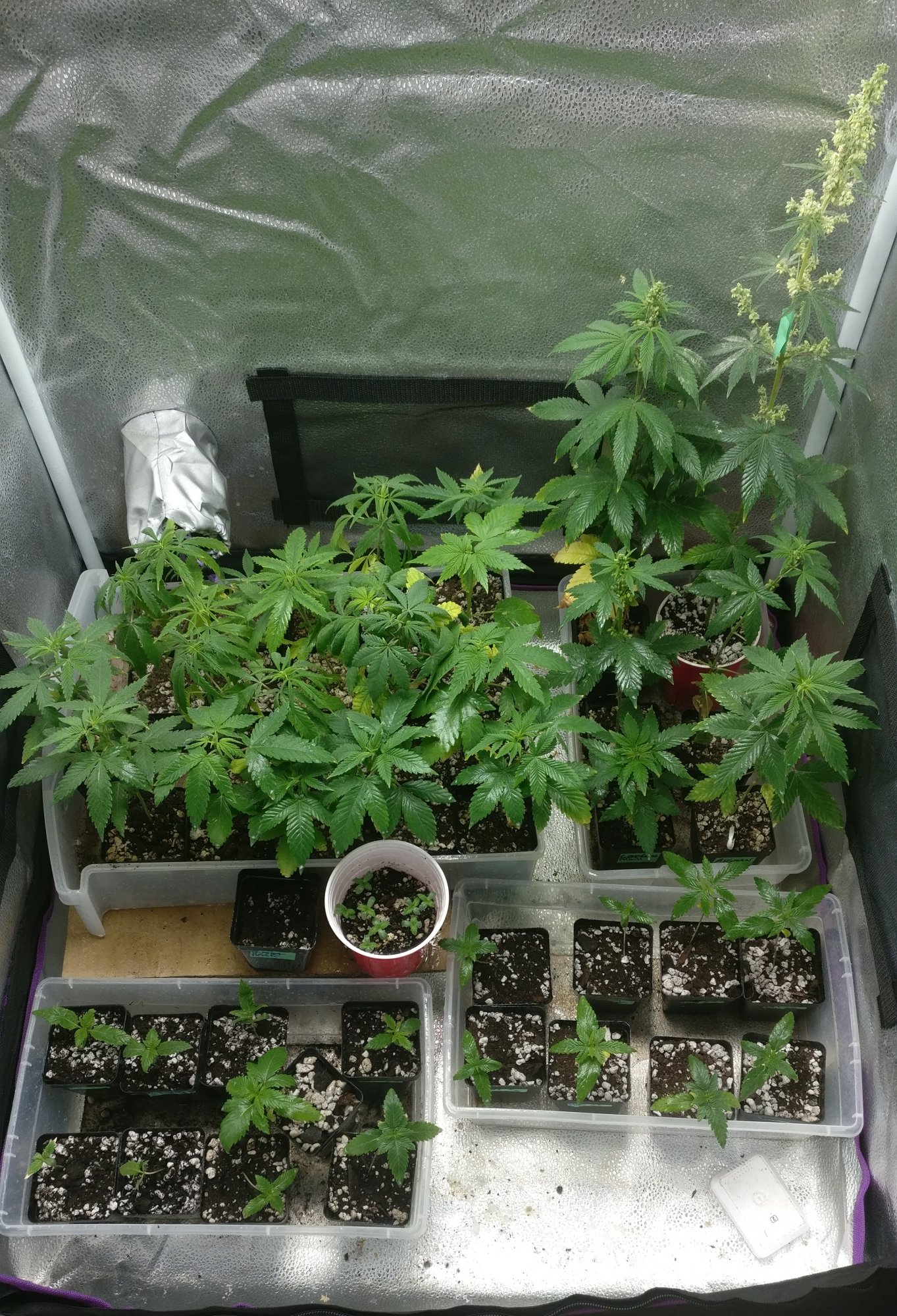Tent55