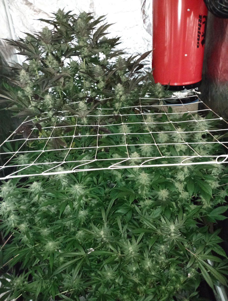Tent65