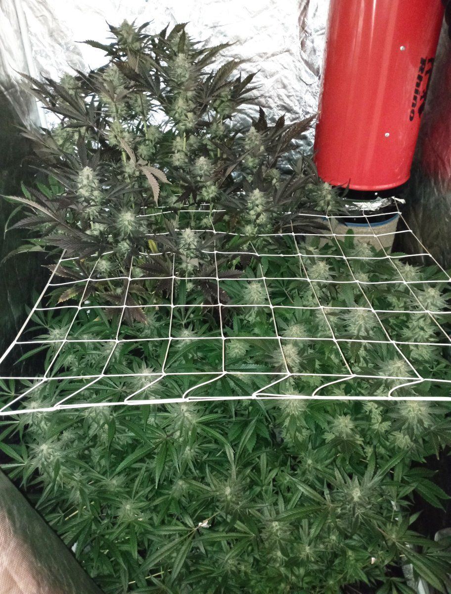 Tent75
