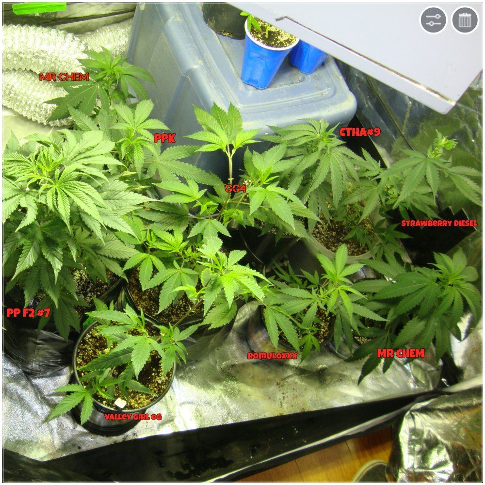 Tentplants veg 7915