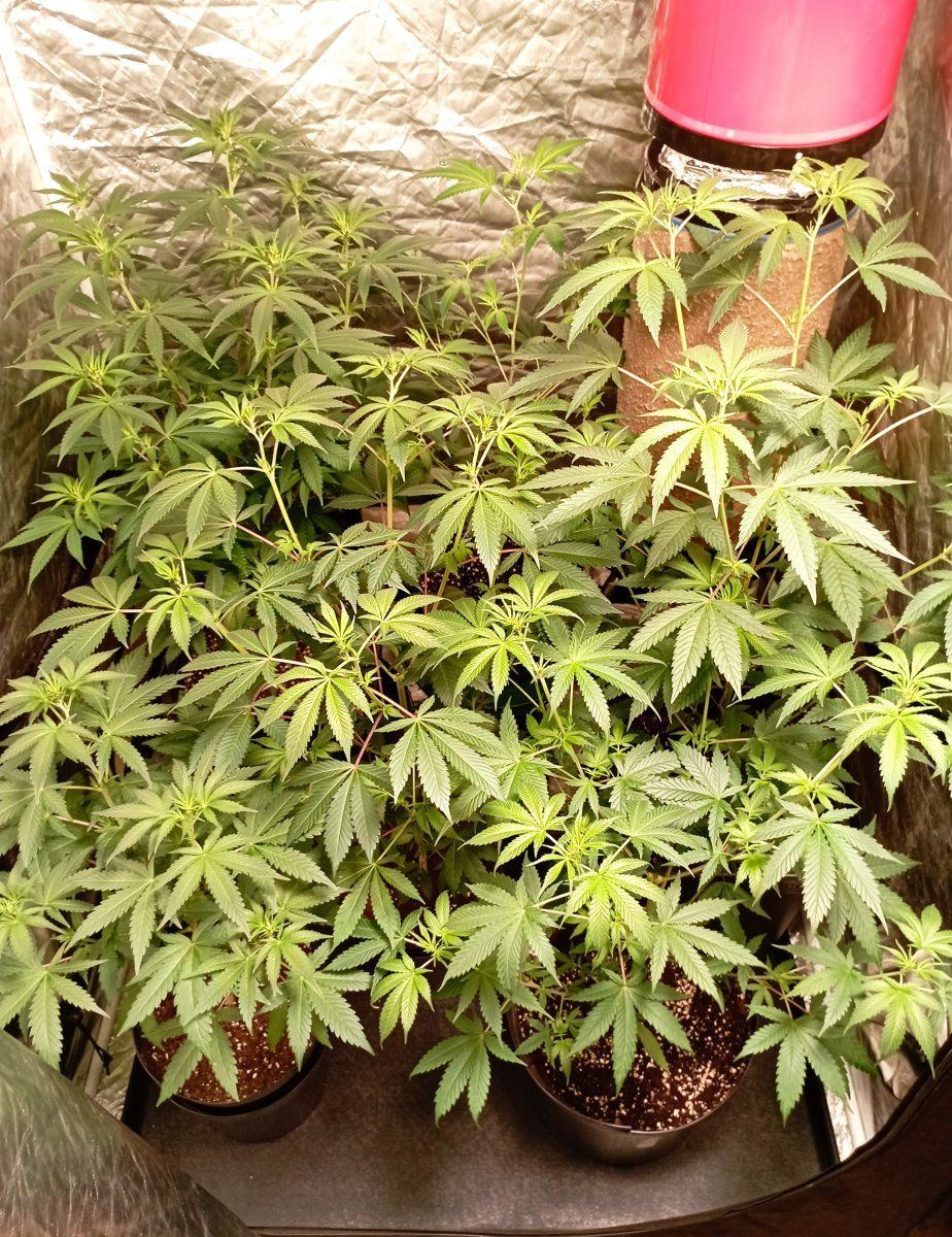 Tentweek1fl