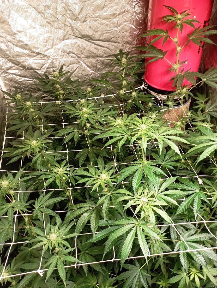 Tentweek3