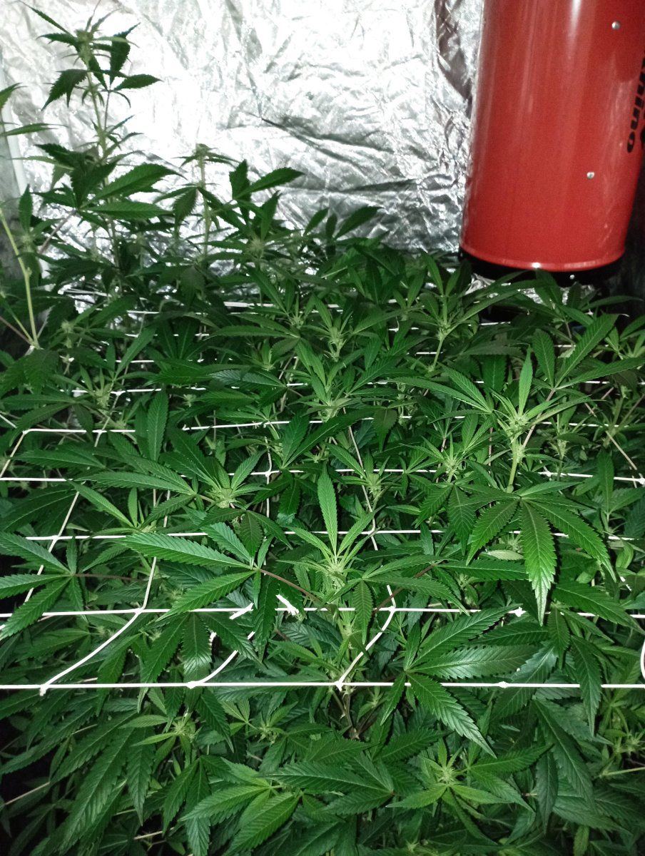 Tentweek3f