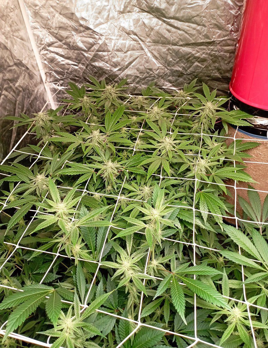 Tentweek4