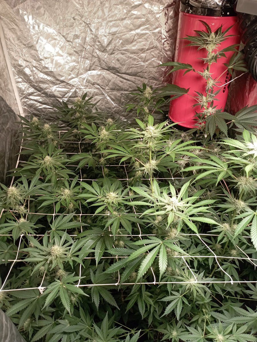 Tentweek4