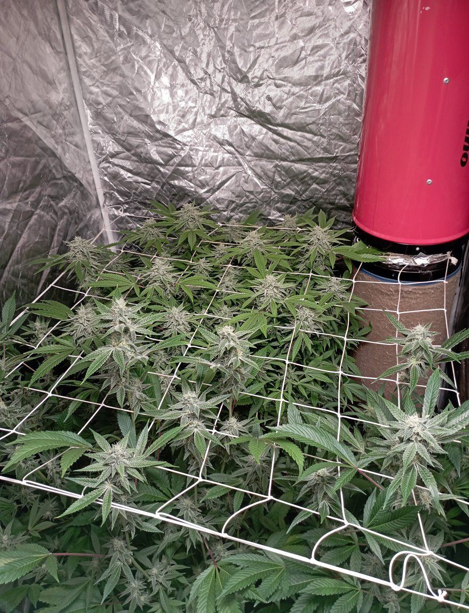 Tentweek6