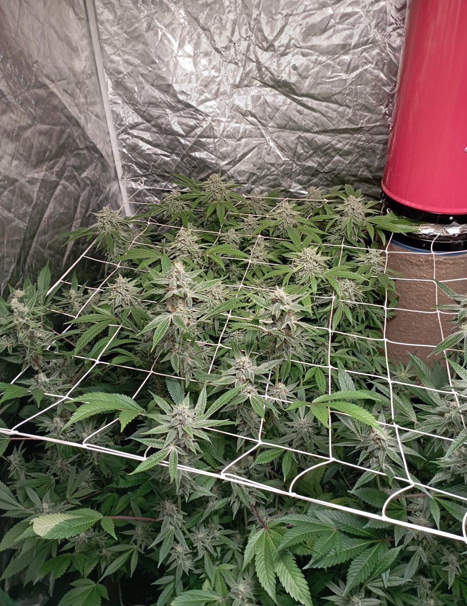 Tentweek7