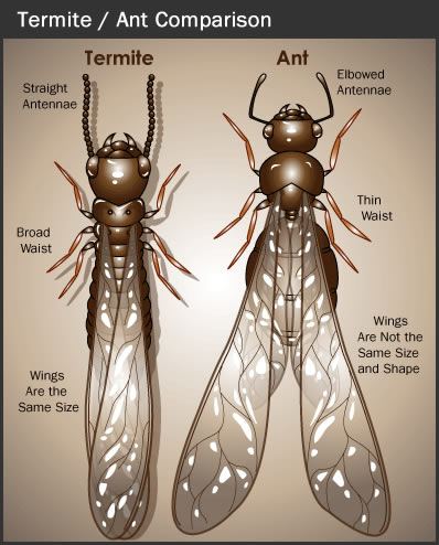 Termite Ant Comparison