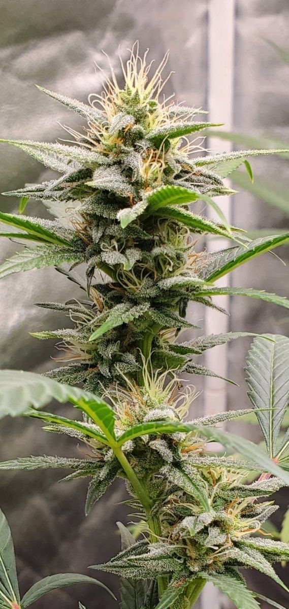Terp