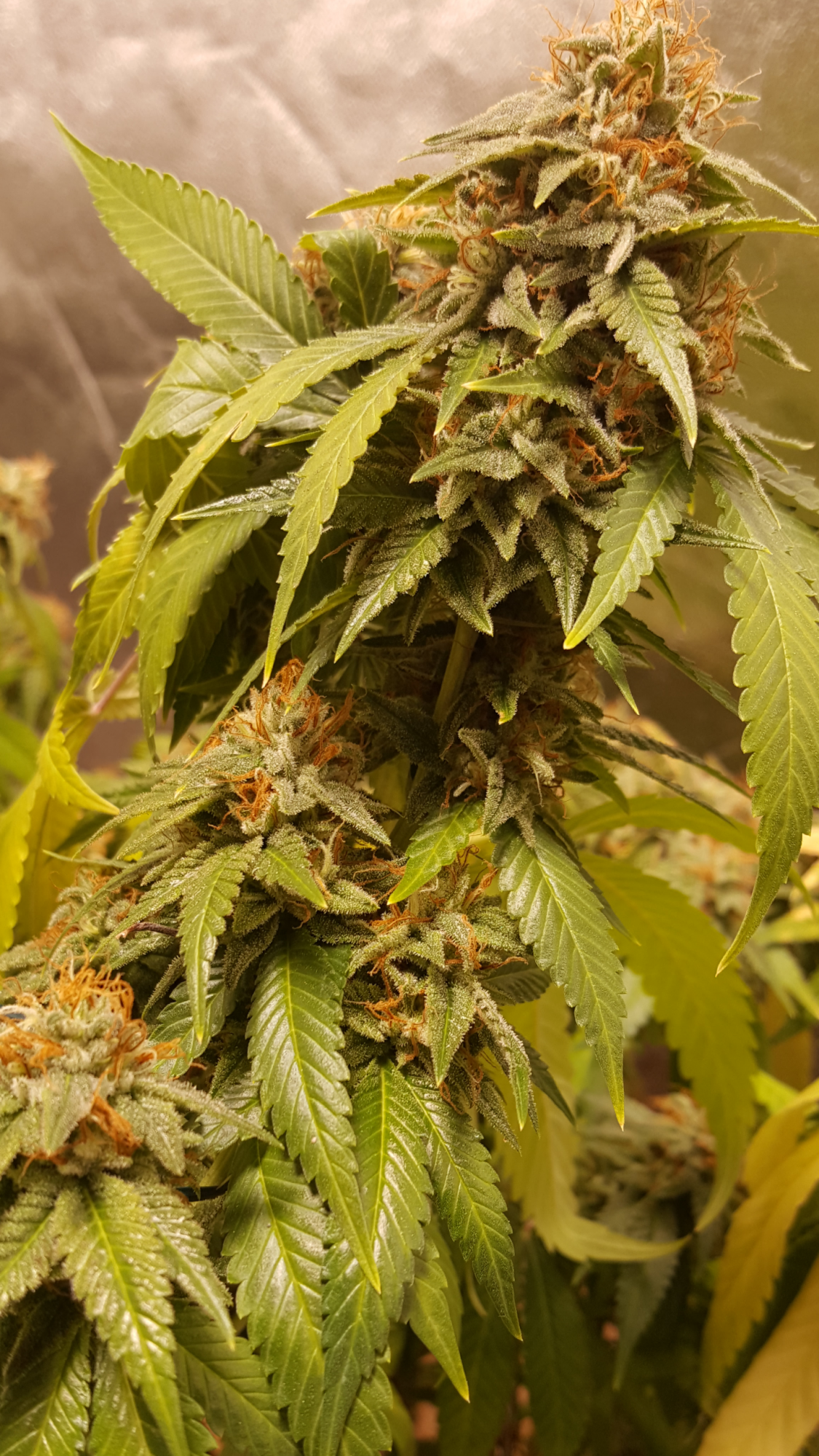 Terpenado1