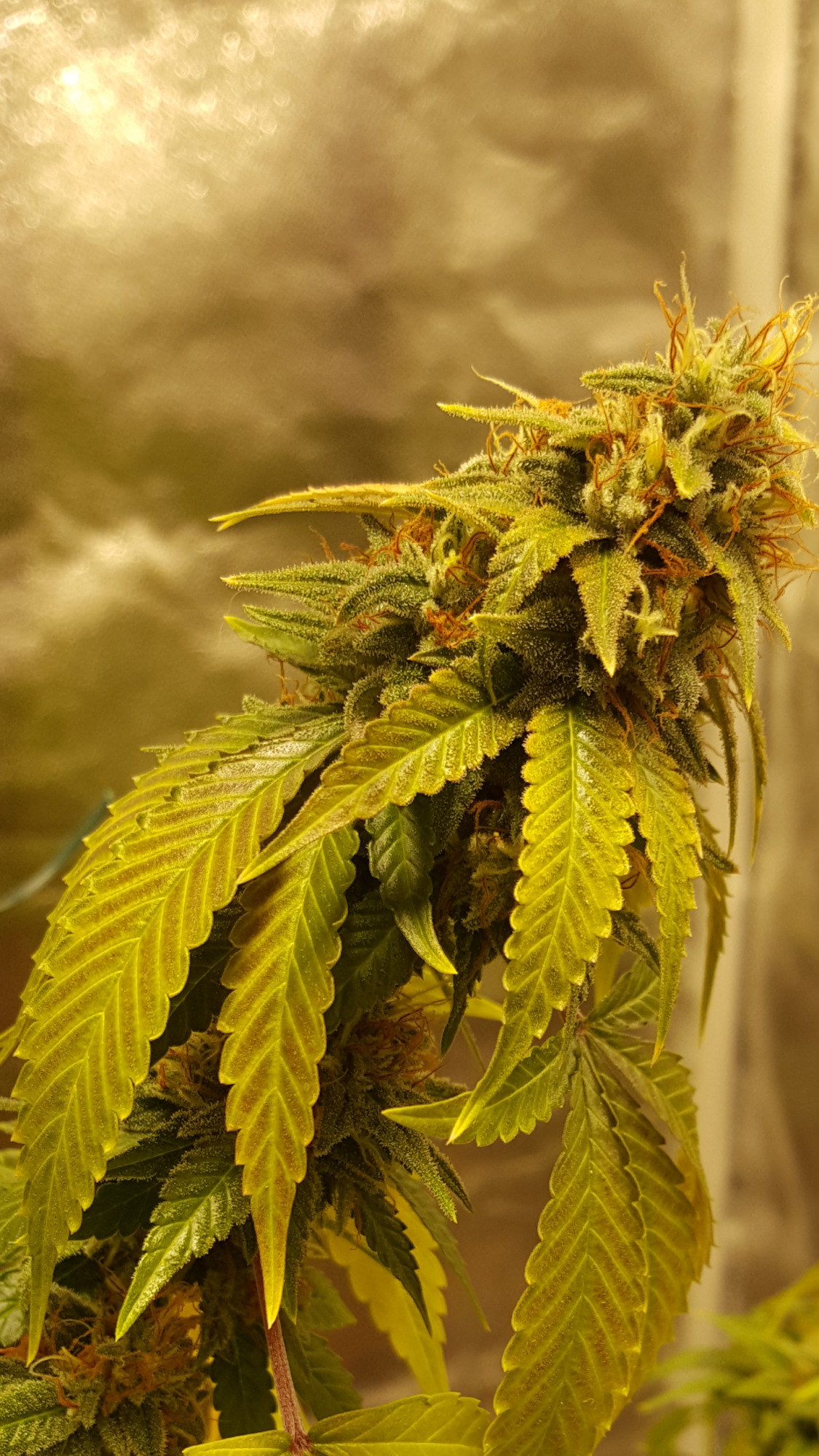 Terpenado2