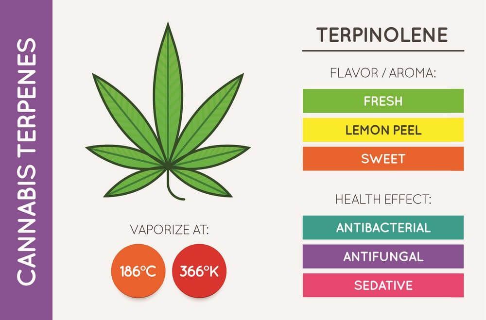 Terpinolene cannabis terpene chart properties